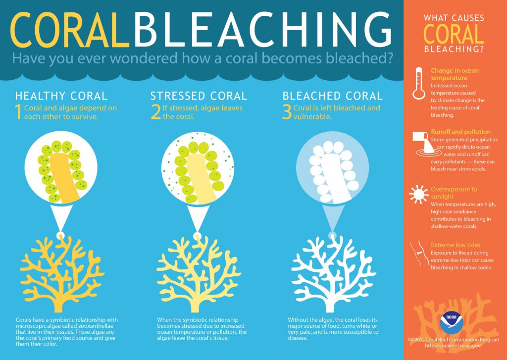 Coral bleaching infograph