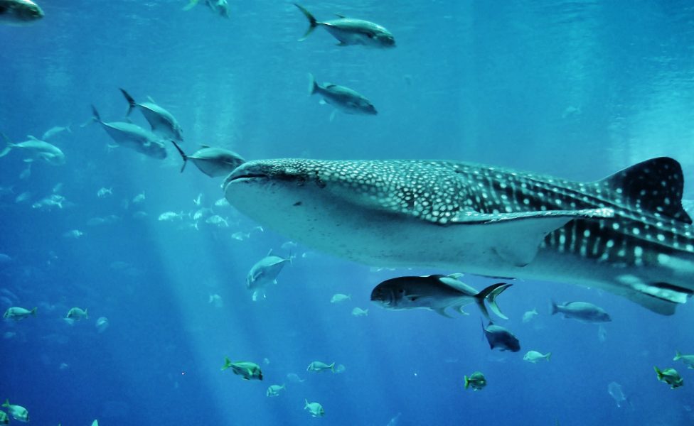 Whale Sharks: 5 Places to meet these gentle giants » Divebase Blog
