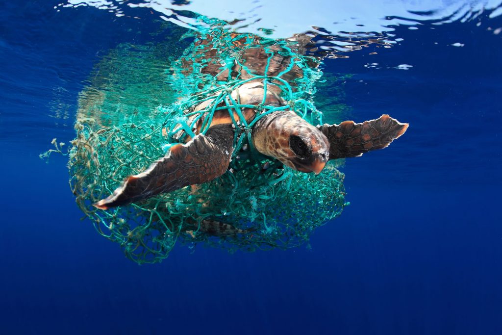 Loggerhead Turtle Saves Life Of Flying Fish Caught In Net 