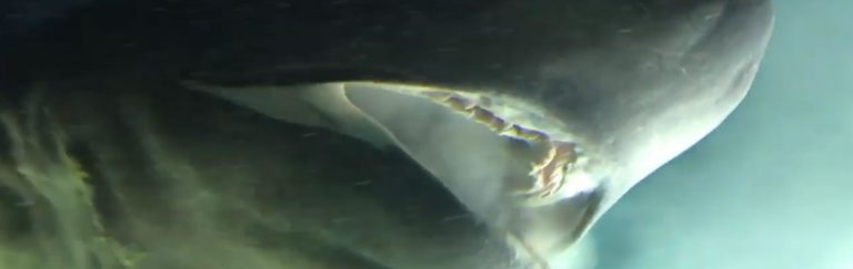 16-foot bluntnose sixgill shark captured on video! » Divebase Blog